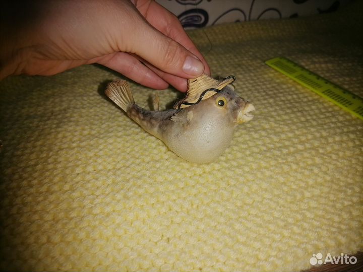 Рыба фугу