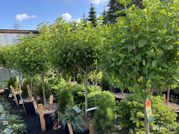 Гортензия на штамбе Лаймлайт