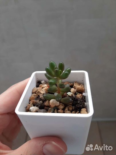 Седум рубротинктум