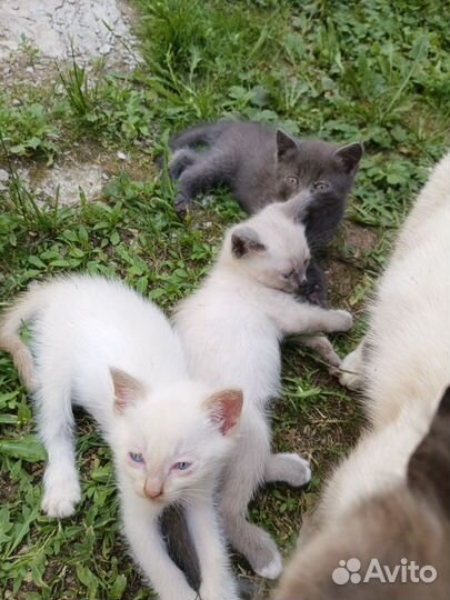 Котики бесплатно в добрые руки