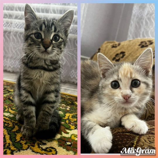 Кошечки в добрые руки