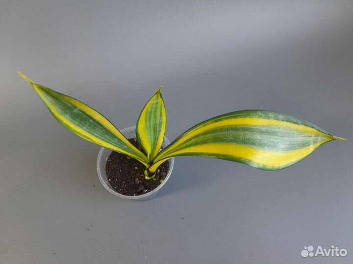 Сансевиерии сортовые