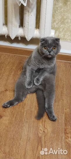 Шотландский кот домашний