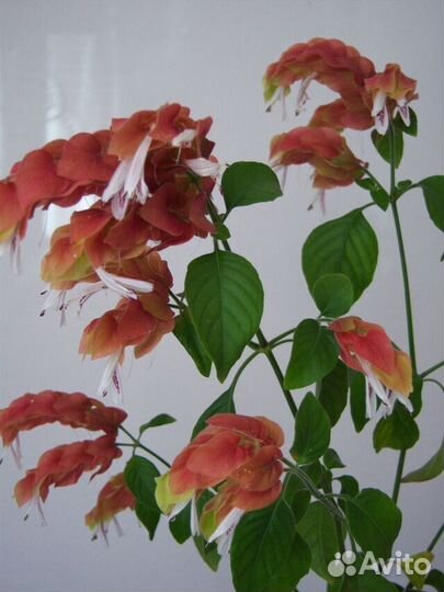 Белопероне