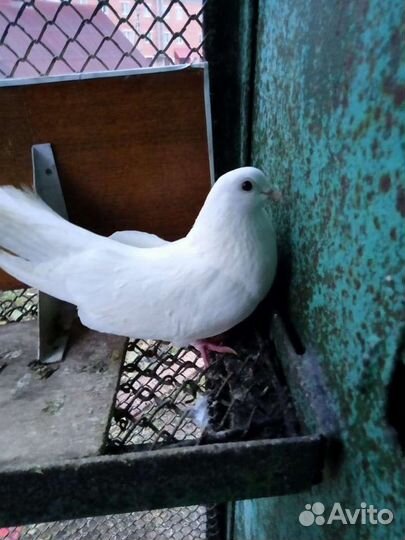 Голуби