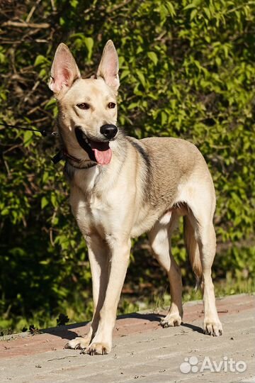 Щенок-подросток Балу в надежные руки бесплатно
