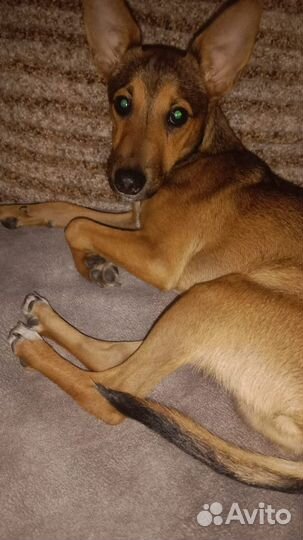 Цвергпинчер