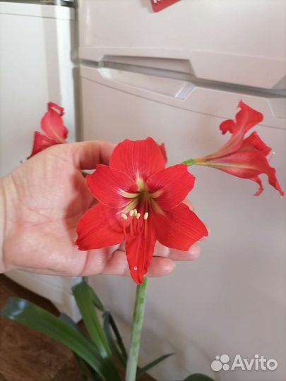 Гиппеаструм