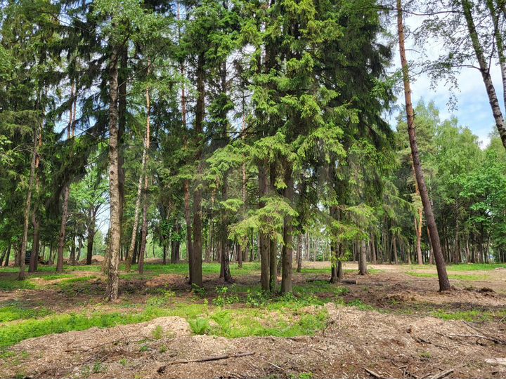 Участок 8,5 сот. (СНТ, ДНП)