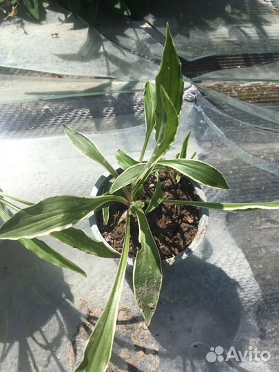 Хоста Стилетто