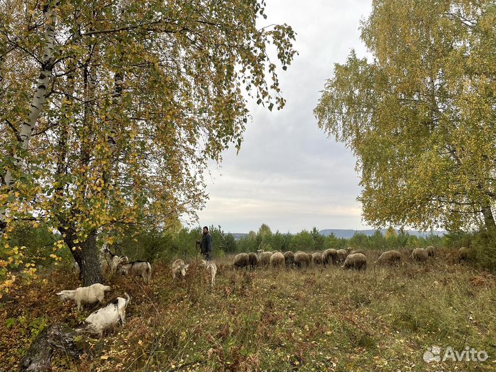 Продаю ягнят, поросят, козлят, возможен бартер