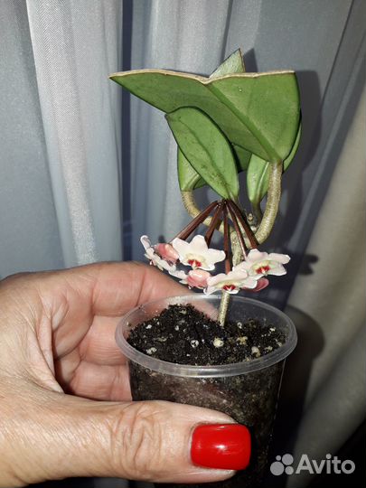 Хойя Карноза
