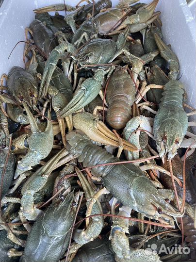 Живые сибирские раки круглый год