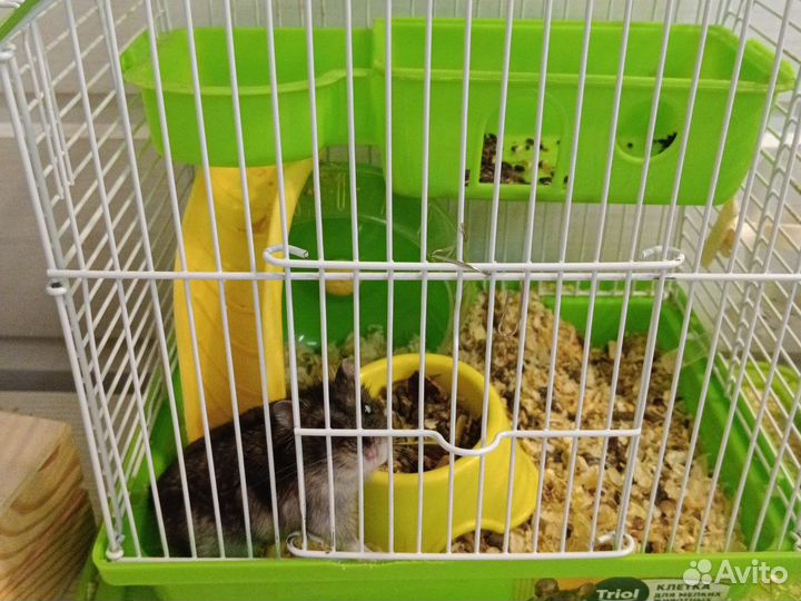 Джунгарский хомяк