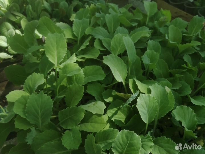 Рассада разная