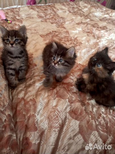 Котята - рысята