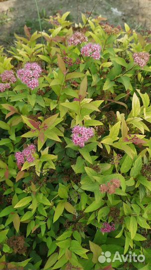 Спирея три вида