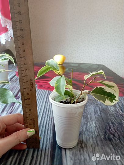 Фикус бенджамина