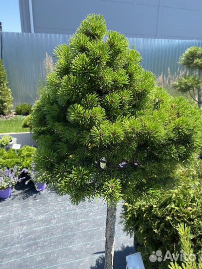 Сосна черная штамб