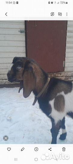 Козлята подрощенные