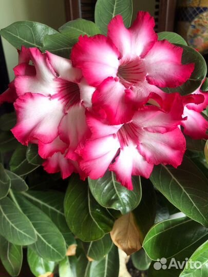 Продам адениумы цена за оба