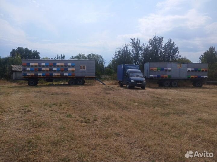 Пчелосемьи Бакфас ф1