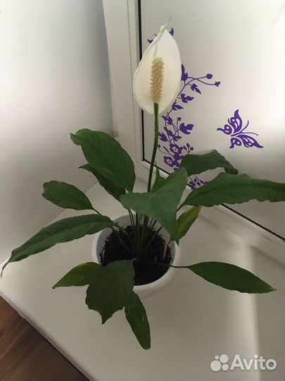 Комнатные и уличные цветы