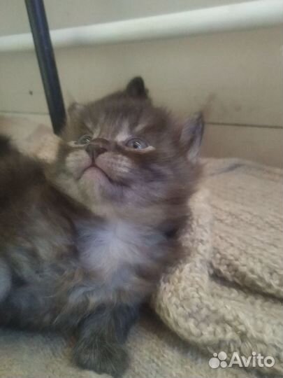 Котята в добрые руки бесплатно