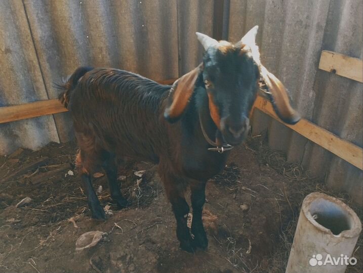 Нубийские козлы