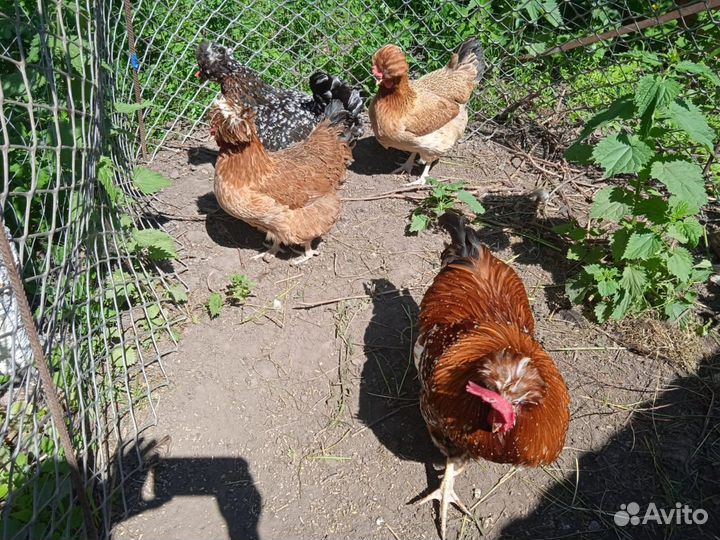 Курочки семьями. Цветной броль