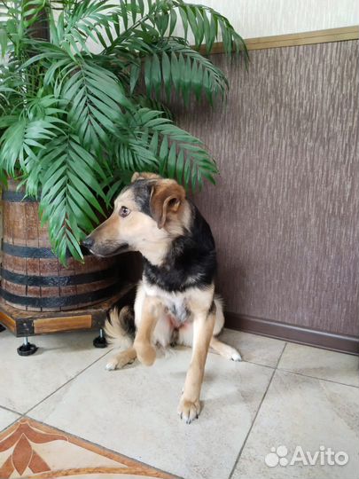 Собака в добрые руки