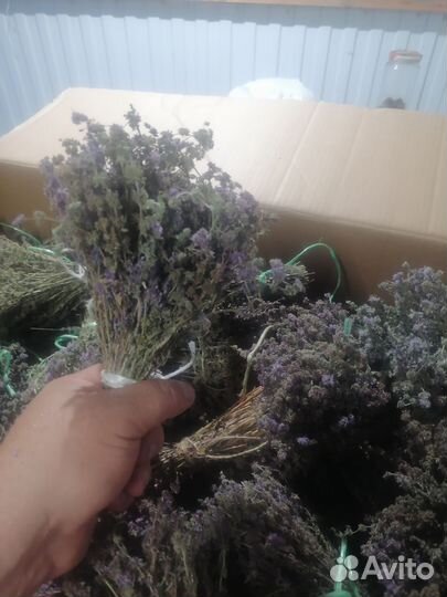 Мята болотная омбало