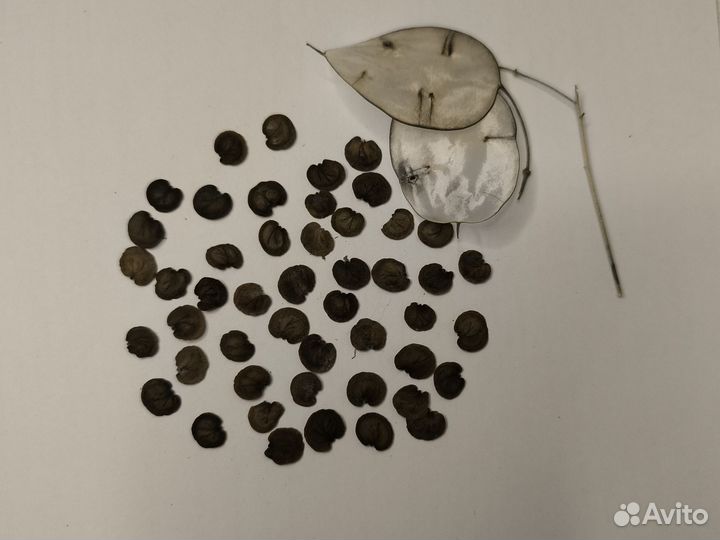 Лунария семена