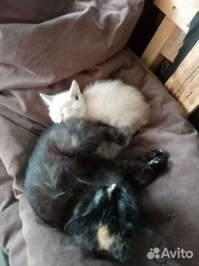 Котик в хорошие руки
