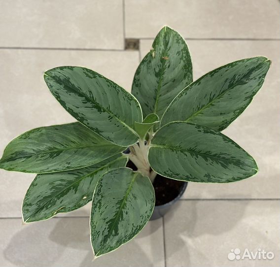 Аглаонема Cinto Queen Серебрянная Королева