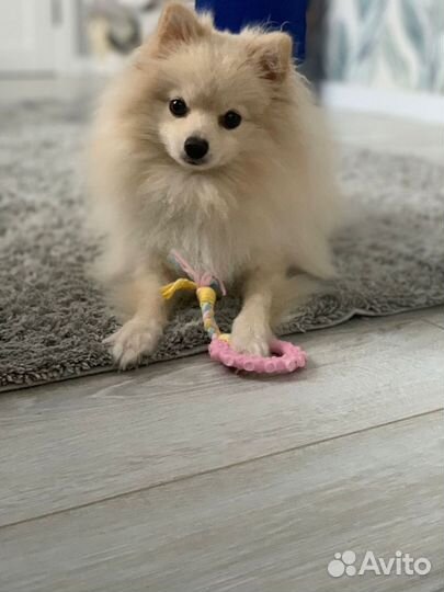 Немецкий шпиц