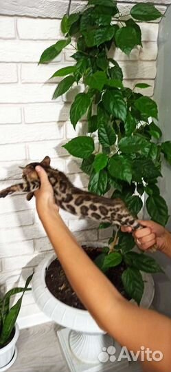 Бенгальские котята