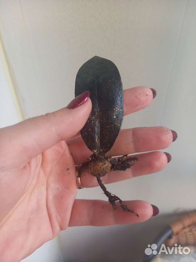 Замиокулькас черный ворон