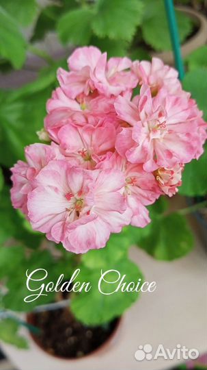 Черенки пеларгонии