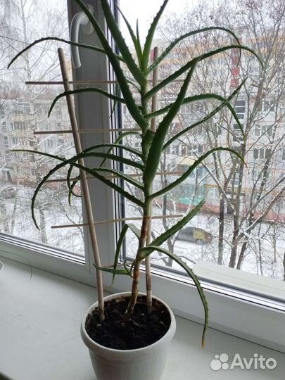 Алоэ столетник