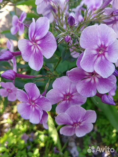 Флоксы многолетние более 70сортов