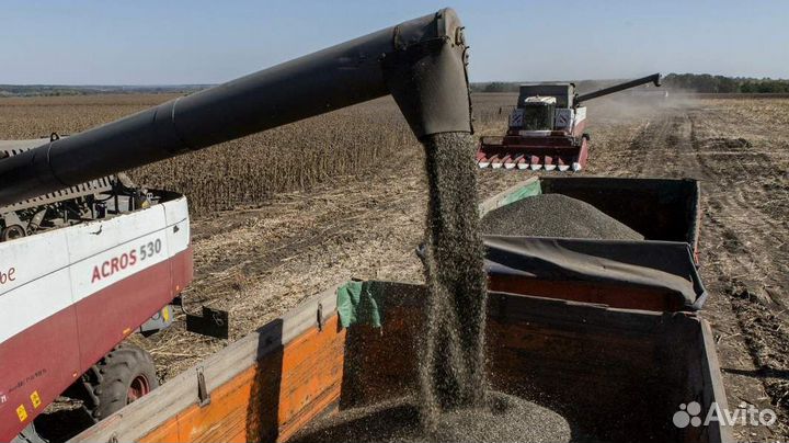 Ищу партнера в зерновые сделки