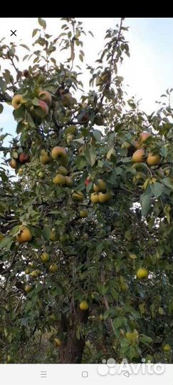 Груши, слива,баклажаны, кабачки