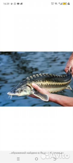 Царская рыба