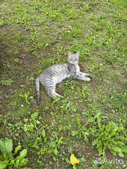 Котятки в добрые руки бесплатно