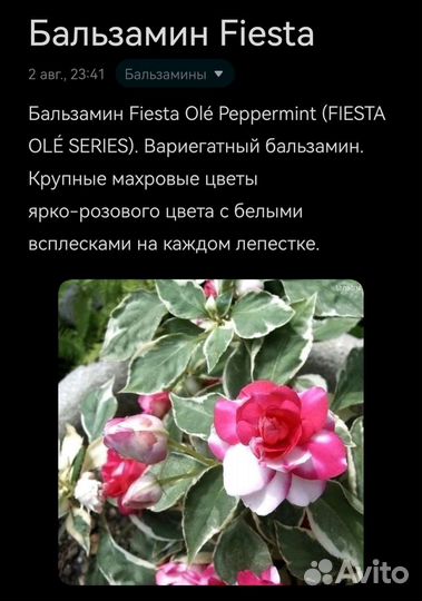 Бальзамины сортовые 11 шт. набором