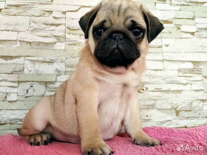 Щенки мопса