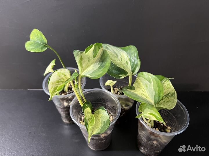 Эпипремнум марбл эпл и марбл квин