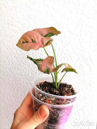 Сингониум Пинк Бьюти Лава