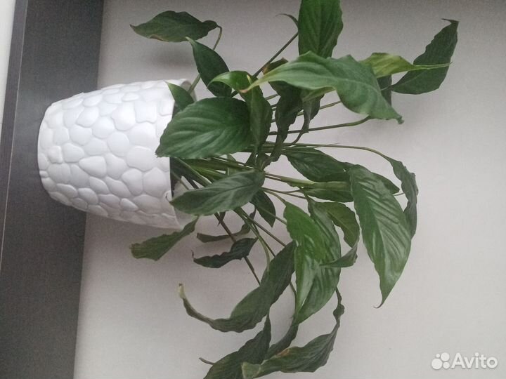 Спатифиллум